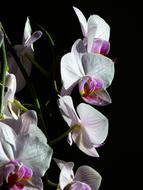 goodly Orchid Butterfly