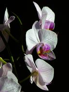impressively beautiful Orchid Butterfly