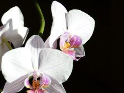 Orchid Butterfly flowers