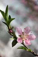 Close-up of the beautiful, pink and red peach blossom on the colorful branch, in the spring