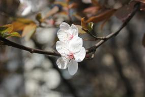 Cherry Peach Blossom