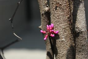 Flowers In Spring Branch