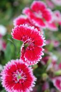 incredibly beautiful Red Daisy