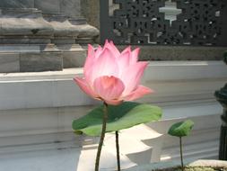 pink lotus on the background of a palace in Thailand