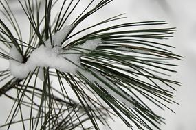 Close-up of the beautiful, green pine needles in snow, in the winter