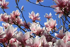 extraordinarily beautiful Magnolia Blossom