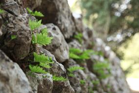 Wall Leaves Stone