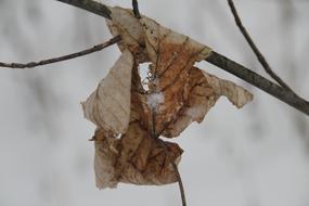 dry autumn leaf on a branch in winter