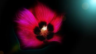 flower abstract art drawing