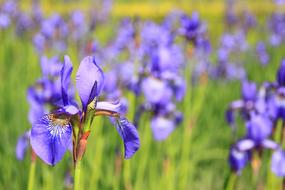 goodly Flower Iris Wild