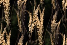 Grasses Backlighting