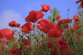 goodly Poppy Grass