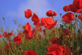 red poppies field in warm summer