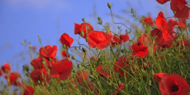 summer red poppy field close-up on blurred background