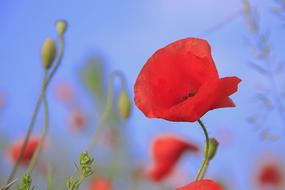 Meadow Poppy red green Grass