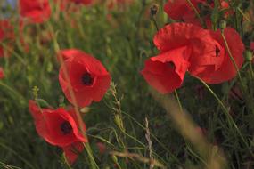 Poppy and Grass