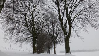 Allgau Snowy avenue at Winter