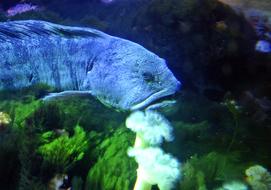 Seabass Fish Aquarium