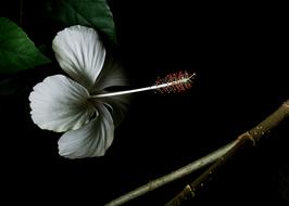 white Hibiscus Flower In the dark