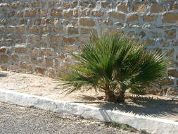 Beautiful, green palm tree near the stone wall in Tunisia, in sunlight