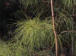 Old Field Pine Needles