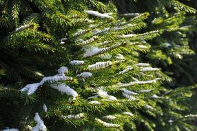 Fir Tree Spruce Branches green