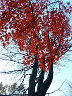 Autumn Maple red Leaves