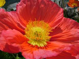 goodly Iceland Poppy Papaver