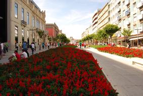 flower alleys on the streets of Braga