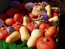 many colorful pumpkins in autumn on a sunny day