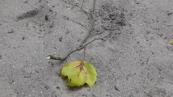 Maple Leaf on Drought Land