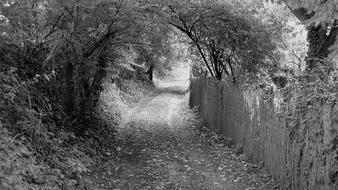 black and white, road along the garden fence