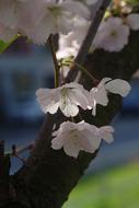 magnificent white Spring Flowers
