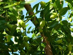 tree branches with green leaves close up