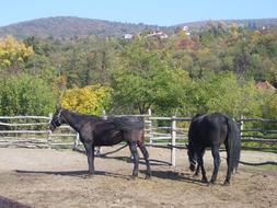 Horses Ethnographic farm