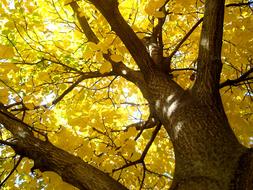 old tree with yellow leaves in the park