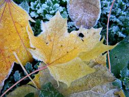 Tim H Autumn