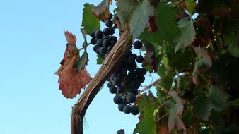 Grapes branches