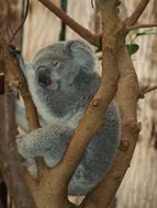 Koala Bear relax