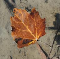 Close-up of the colorful and beautiful leaf in sunlight, with the shadow