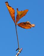 Autumn foliage at Sky