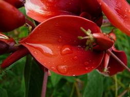 red Blooming Flower Korallina