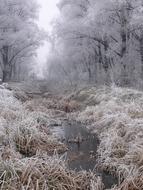 Winter Frost forest trees