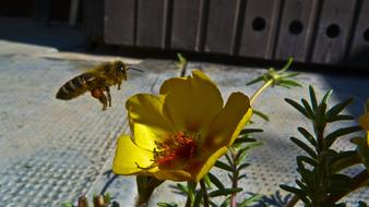 Flower Pollen bee