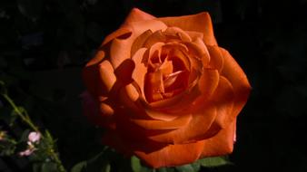 extraordinarily beautiful orange cute Rose