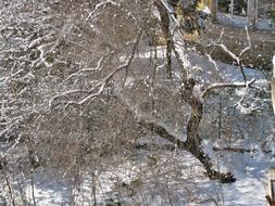 trees in the snow near the house in winter