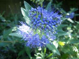 Caryopteris, blooming shrub