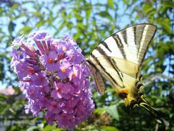 Buddleja Davidii Flowers and swallowtail Butterfly