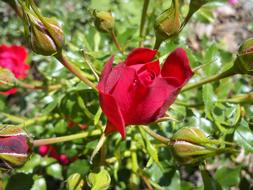 Red and green Rosebuds on shrub