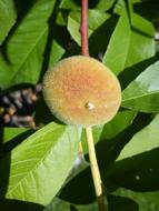 Peach Wood